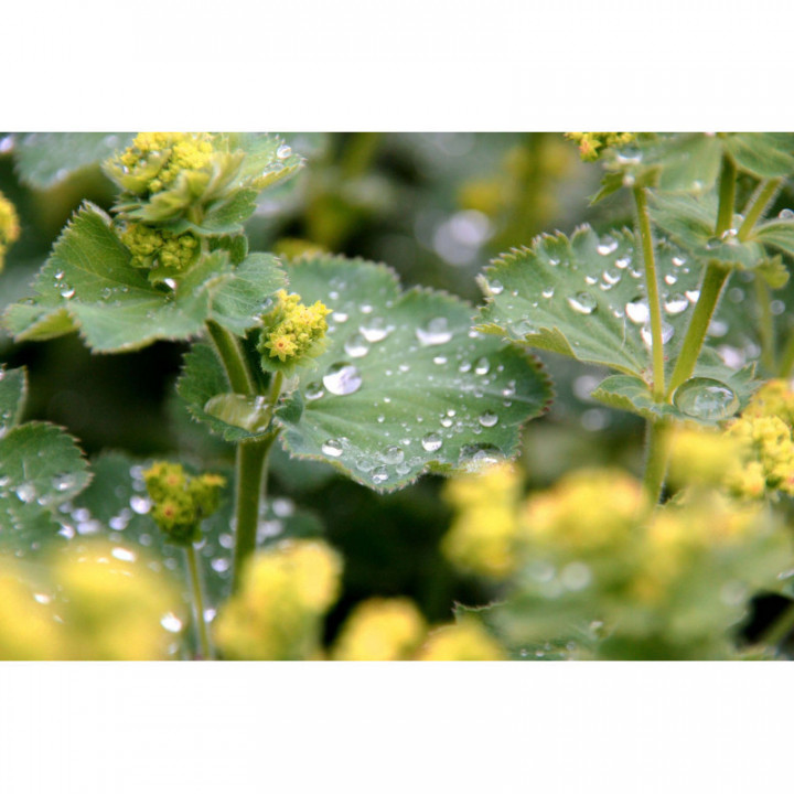 ALCHEMILLA ALPINA Tinktur | Alpen-Frauenmantel Bio Urtinktur zur Phytotherapie Tropfen o. Spray