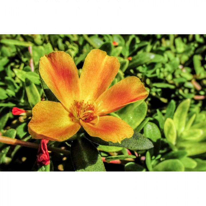 PORTULACA OLERACEA Tinktur | Portulak Bio ayurvedische Urtinktur zur Phytotherapie Tropfen o. Spray