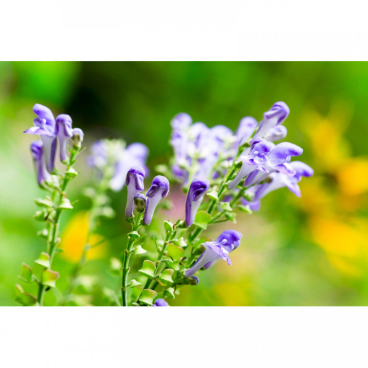 SCUTELLARIA BAICALENSIS tincture | Baikal Skullcap organic mother tincture as natural medicine drops or spray
