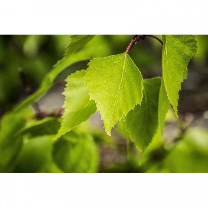 BETULA PUBESCENS Tinktur | Moor-Birke Bio Urtinktur zur Phytotherapie Tropfen o. Spray