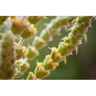 SIDERITIS SCARDICA tintura | Siderite Té Greco Olimpico bio tintura madre per fitoterapia gocce o spray