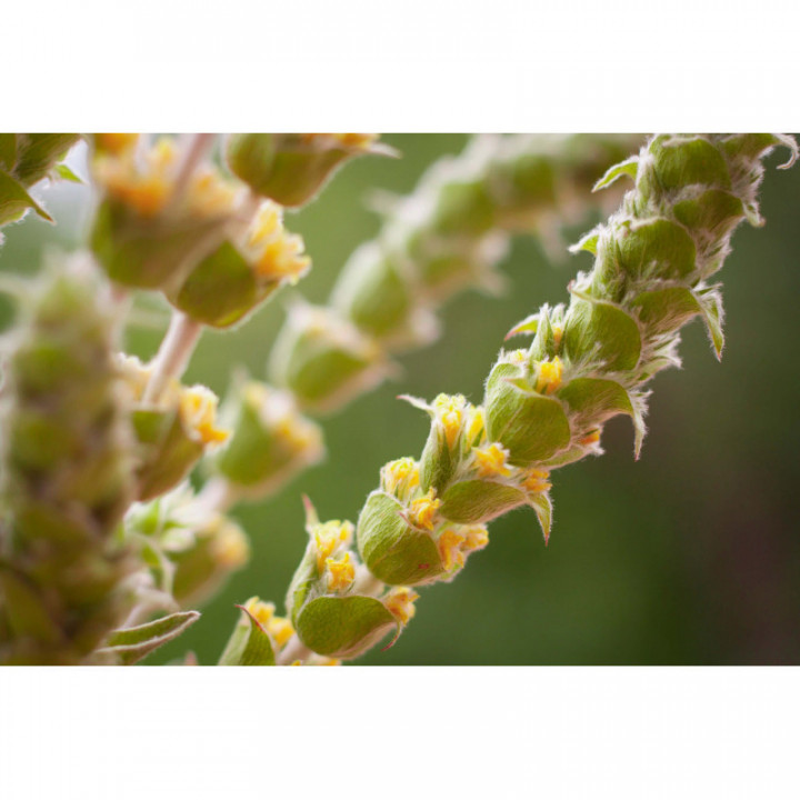 SIDERITIS SCARDICA tintura | Siderite Té Greco Olimpico bio tintura madre per fitoterapia gocce o spray