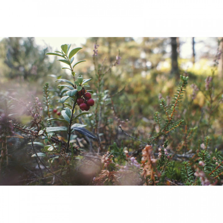 VACCINIUM VITIS-IDAEA gemmo | Mountain Cranberry organic young shoots extract as gemmotherapy drops or spray
