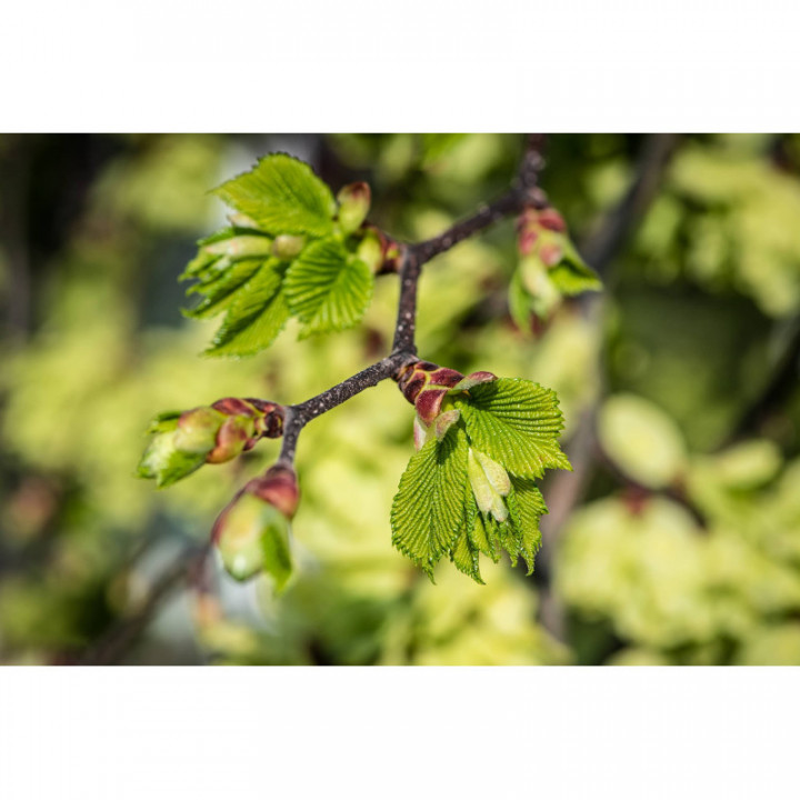 ULMUS MINOR gemmo | Field Elm organic buds extract as gemmotherapy drops or spray