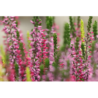 CALUNNA VULGARIS Gemmo | Heidekraut Wilde Erika Bio Jungtrieb-Extrakt zur Gemmotherapie Tropfen o. Spray