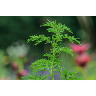 Artemisia Annua macinata erbe sul sentiero del Dürer by AgriSauch | ARTEMISIA ANNUA