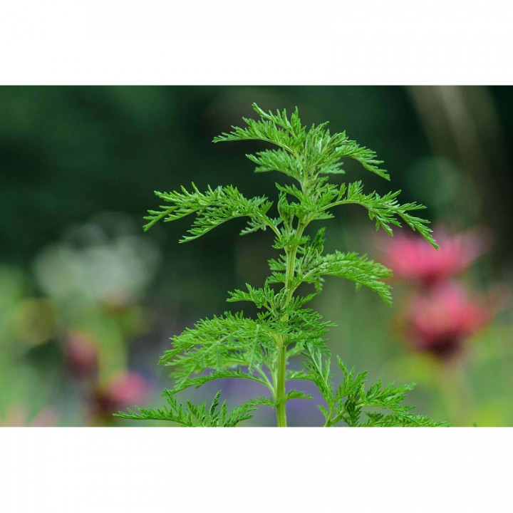 Sweet Annie powder herbs from the Dürer trail by AgriSauch | ARTEMISIA ANNUA