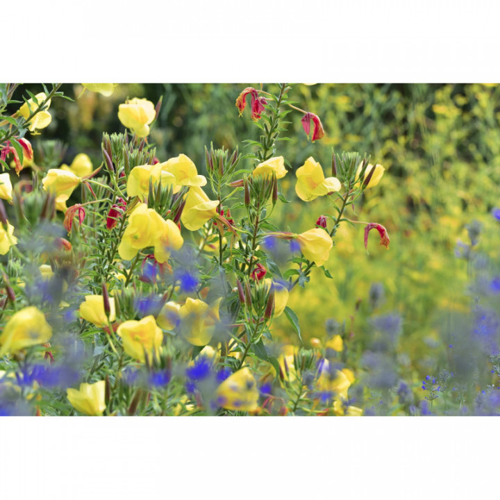 MORGENDUFT Rita's Blumen- und Kräutertee am Dürerweg