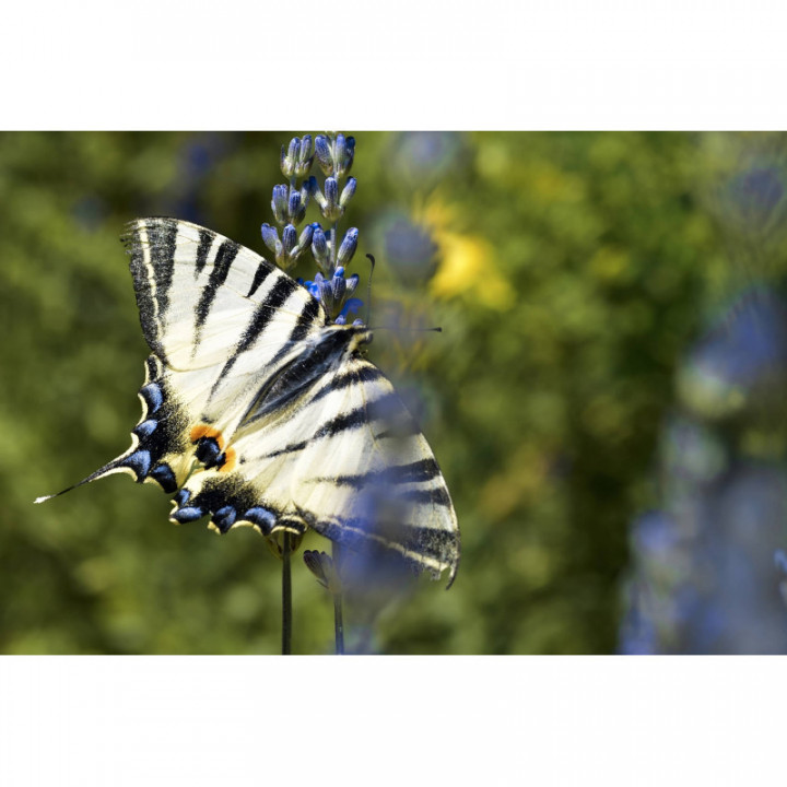 BUONASERA Tisana dei fiori di Rita sul sentiero del Dürer