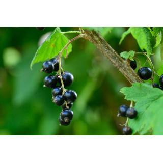 RIBES+ Plus | Liposomale Schwarze Johannisbeere + Gemmo