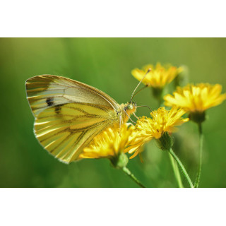 Tarassaco radice bio polvere superfood vagliata o macinata fine | TARAXACUM OFFICINALE BIO