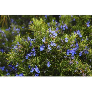 Rosmarino selvatico bio idro essenziale analcoolico
