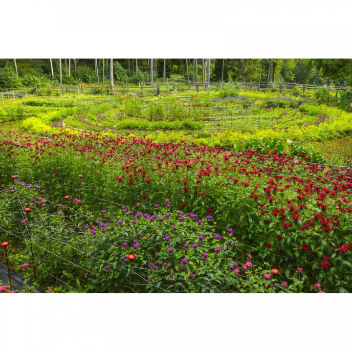 DÜRER Tisana dei fiori di Rita sul sentiero del Dürer