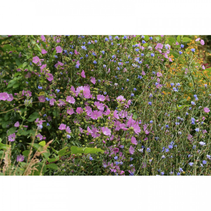 GUTE LAUNE MISCHUNG Rita's Blumen- und Kräutertee am Dürerweg