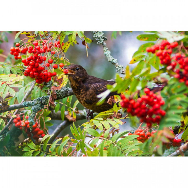 SORBUS AUCUPARIA tintura | Sorbo degli Uccellatori bio tintura madre per fitoterapia gocce o spray