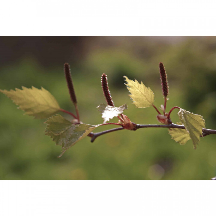 POSTCOV Gemmo Bundle | Selected buds for post-Covid and long-Covid support with books of specialist Peter Emmrich