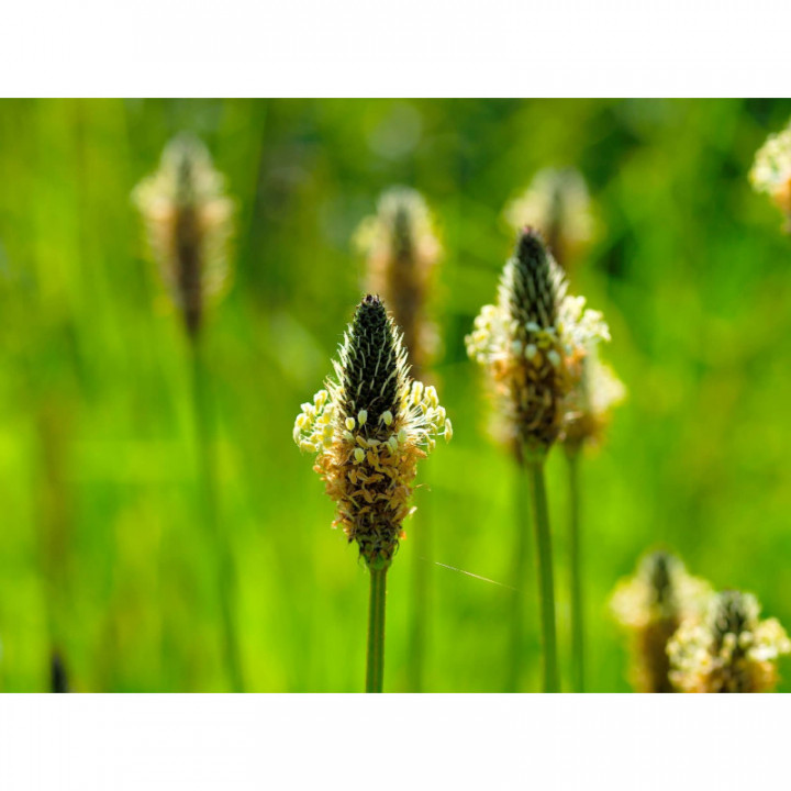 PLANTAGO COMPLEX | Rita's Alpine Ribwort Plantain cough syrup