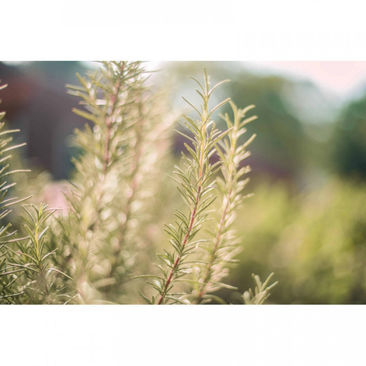 LIVER SUPPORT Gemmo Bundle | Selected buds to strengthen the liver and gall bladder with books by specialist Peter Emmrich