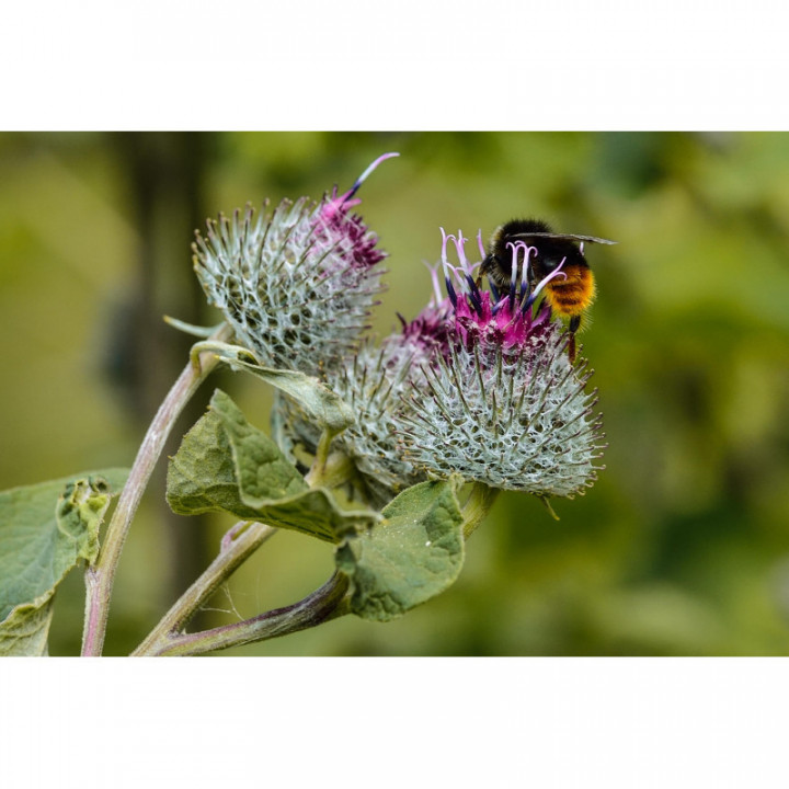 SILYBUM MARIANUM Tinktur | Mariendistel Bio Urtinktur zur Phytotherapie Tropfen o. Spray