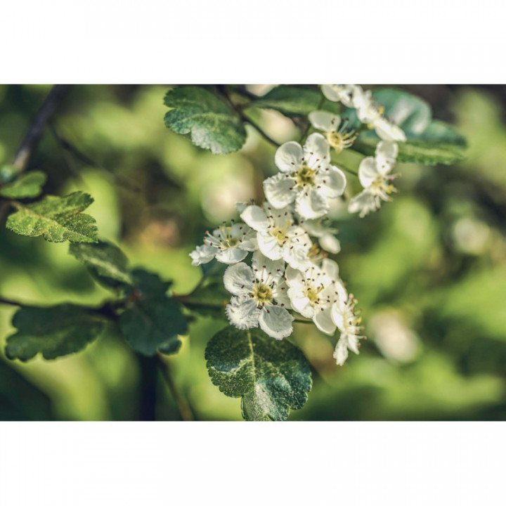 PRENATAL VITAL Gemmo Bundle | Selected buds to support women's health with books by specialist Peter Emmrich