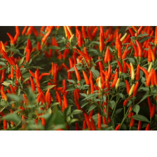 CAPSICUM ANNUUM Tinktur | Scharfer Chili Spanischer Pfeffer Bio ayurvedische Urtinktur zur Phytotherapie Tropfen o. Spray