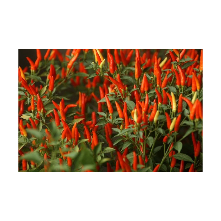 CAPSICUM ANNUUM Tinktur | Scharfer Chili Spanischer Pfeffer Bio ayurvedische Urtinktur zur Phytotherapie Tropfen o. Spray