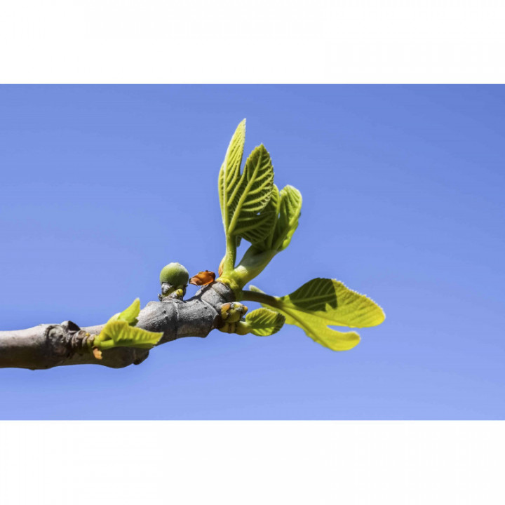 KIDS VITAL Gemmo Bundle | Selected buds for children and teenagers with books by specialist Peter Emmrich