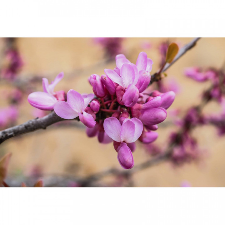 CERCIS SILIQUASTRUM Gemmo | Gewöhnlicher Judasbaum Bio Knospen-Extrakt zur Gemmotherapie Tropfen o. Spray