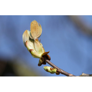 AESCULUS HIPPOCASTANUM Gemmo | Gewöhnliche Rosskastanie Knospen-Extrakt zur Gemmotherapie Tropfen o. Spray