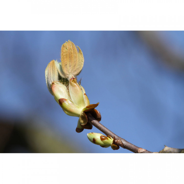AESCULUS HIPPOCASTANUM Gemmo | Gewöhnliche Rosskastanie Knospen-Extrakt zur Gemmotherapie Tropfen o. Spray