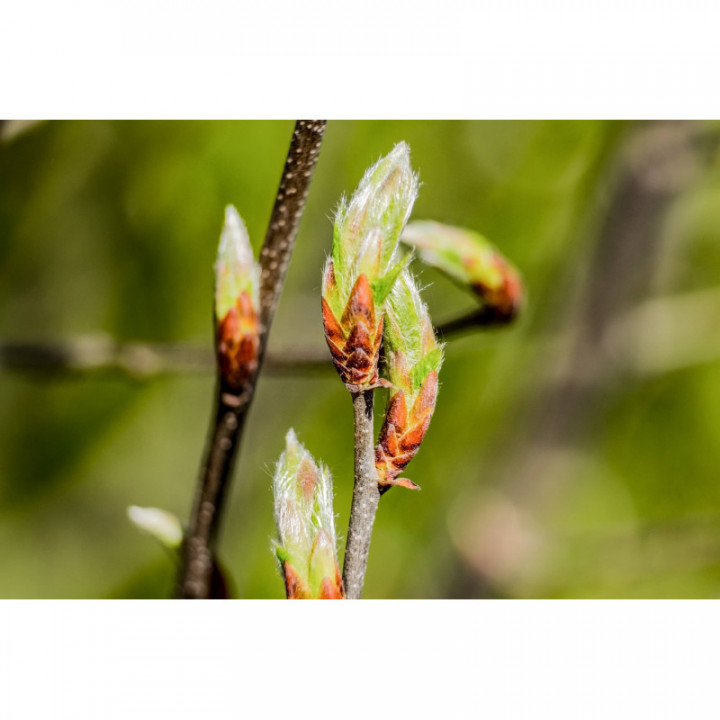 CARPINUS BETULUS Gemmo | Hainbuche Bio Knospen-Extrakt zur Gemmotherapie Tropfen o. Spray