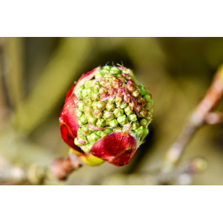 SORBUS AUCUPARIA Gemmo | Eberesche Bio junge Triebe und Knospen-Extrakt zur Gemmotherapie Tropfen o. Spray