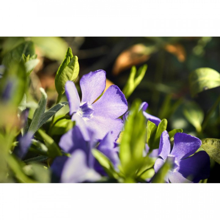 VINCA MINOR Gemmo | Kleines Immergrün Bio Jungtrieb-Extrakt zur Gemmotherapie Tropfen o. Spray