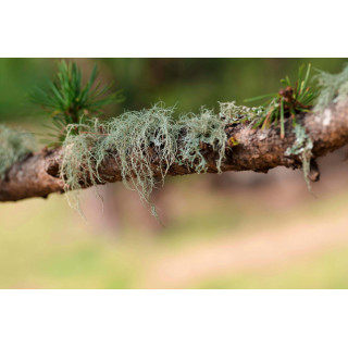 USNEA BARBATA Tinktur | Bartflechte Bio Urtinktur zur Phytotherapie Tropfen o. Spray