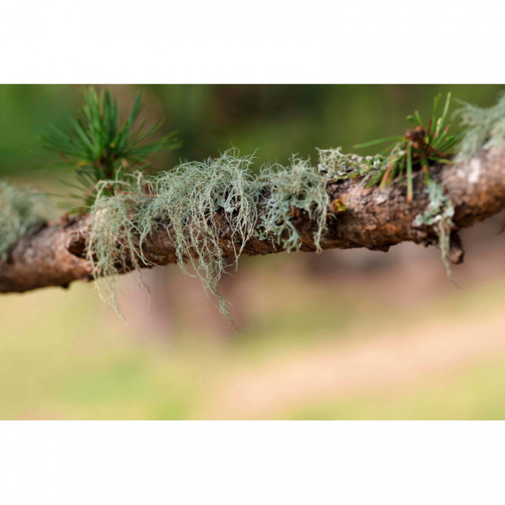 USNEA BARBATA Tinktur | Bartflechte Bio Urtinktur zur Phytotherapie Tropfen o. Spray