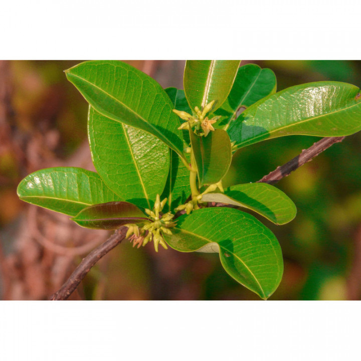 CRYPTOLEPIS SANGUINOLENTA Tinktur | Nibima Kadze Chinin vom Ghana ayurvedische offizinale Tinktur Phytotherapie Tropfen o. Spray