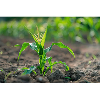 ZEA MAIS Gemmo | Mais Bio ayurvedischer Sprossen-Extrakt zur Gemmotherapie Tropfen o. Spray