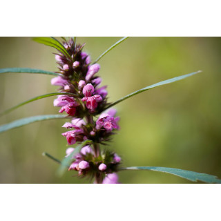 LEONURUS CARDIACA Tinktur | Echtes Herzgespann Bio Urtinktur zur Phytotherapie Tropfen o. Spray