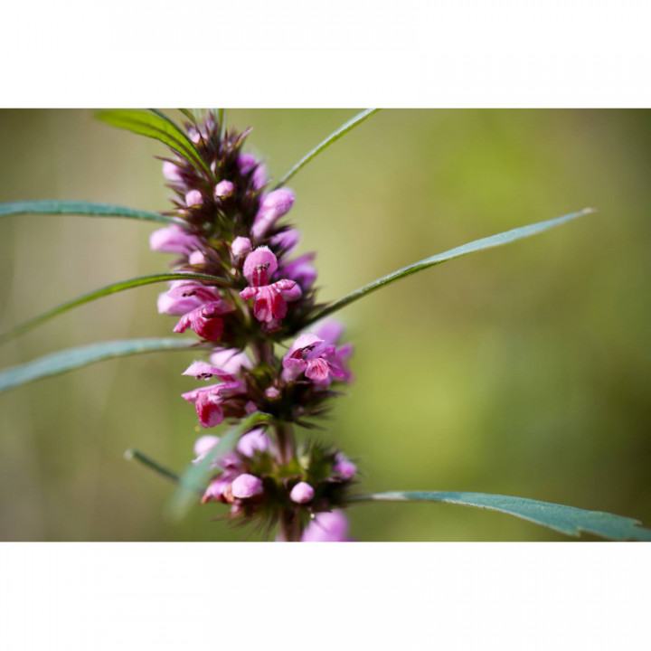 LEONURUS CARDIACA Tinktur | Echtes Herzgespann Bio Urtinktur zur Phytotherapie Tropfen o. Spray