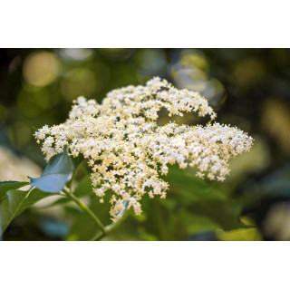 SAMBUCUS NIGRA Tinktur | Schwarzer Holunder Bio ayurvedische adaptogene Urtinktur zur Phytotherapie Tropfen o. Spray