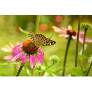 ECHINACEA PURPUREA tintura | Echinacea Purpurea bio tintura madre adattogena per fitoterapia gocce o spray