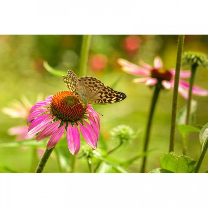 ECHINACEA PURPUREA tintura | Echinacea Purpurea bio tintura madre adattogena per fitoterapia gocce o spray