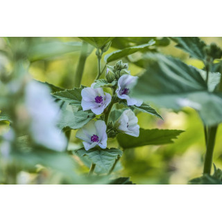 ALTHAEA OFFICINALIS Tinktur | Echter Eibisch Bio ayurvedische Urtinktur zur Phytotherapie Tropfen o. Spray