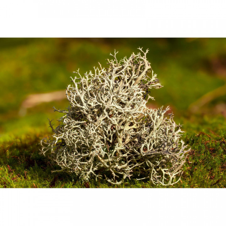 CETRARIA ISLANDICA Tinktur | Isländisches Moos Bio offizinale Tinktur zur Phytotherapie Tropfen o. Spray