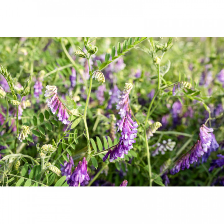 GALEGA OFFICINALE Tinktur | Echte Geißraute Bio ayurvedische Urtinktur zur Phytotherapie Tropfen o. Spray