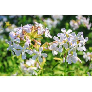 SAPONARIA OFFICINALIS Tinktur | Gewöhnliches Seifenkraut Bio Urtinktur zur Phytotherapie Tropfen o. Spray