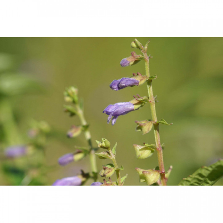 SCUTELLARIA LATERIFLORA Tinktur | Virginisches Helmkraut Bio Urtinktur zur Phytotherapie Tropfen o. Spray
