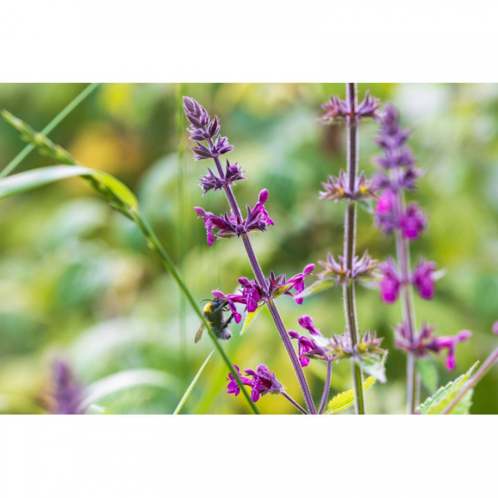 STACHYS SYLVATICA Tinktur | Wald-Ziest Bio Urtinktur zur Phytotherapie Tropfen o. Spray