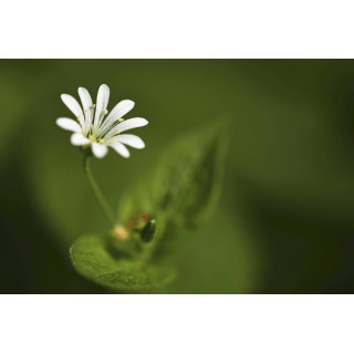 STELLARIA MEDIA tintura | Stellaria Centocchio Comune tintura madre per fitoterapia gocce o spray