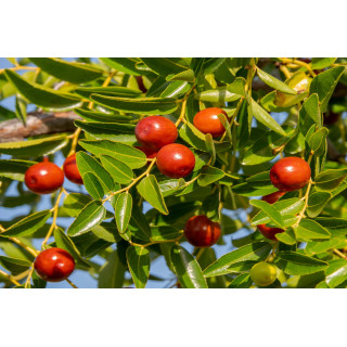 ZIZIPHUS JUJUBA Tinktur | Jujube Chinesische Dattel ayurvedische Urtinktur zur Phytotherapie Tropfen o. Spray